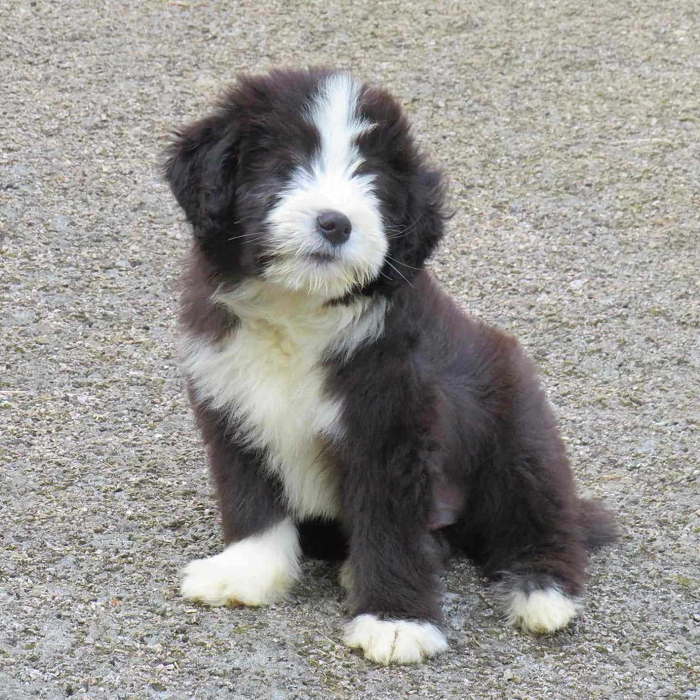 Valentino a rejoint le concours — aidez-le/la à gagner de superbes lots ! accessories, animal, ball, canine, cockerspaniel, collie, dog, eskimodog, football, hound, husky, newfoundland, pet, poodle, puppy, saintbernard, snout, strap, terrier, whitedog