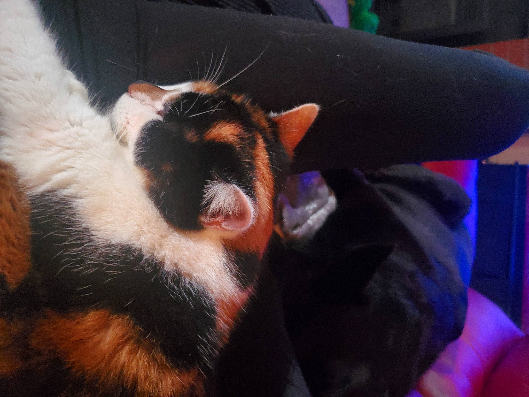 Kali Ann is registered to the contest to win money with this photo: canidae, carnivore, cat, ear, eye, felidae, fur, leg, mouth, nose, organ, small_to_medium_sized_cats, snout, tail, whiskers