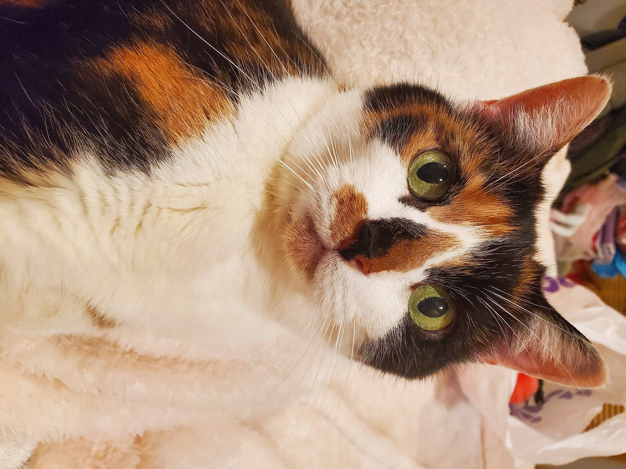 Kali Ann is registered to the contest to win money with this photo: aegean_cat, american_wirehair, carnivore, cat, domestic_short_haired_cat, ear, european_shorthair, eye, felidae, fur, kitten, nose, small_to_medium_sized_cats, snout, whiskers