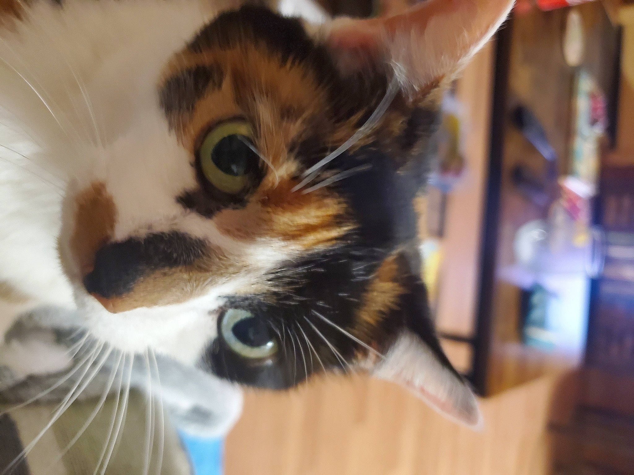 Kali Ann is registered to the contest to win money with this photo: aegean_cat, american_wirehair, asian, carnivore, cat, domestic_short_haired_cat, ear, european_shorthair, felidae, fur, kitten, polydactyl_cat, small_to_medium_sized_cats, snout, tail, whiskers