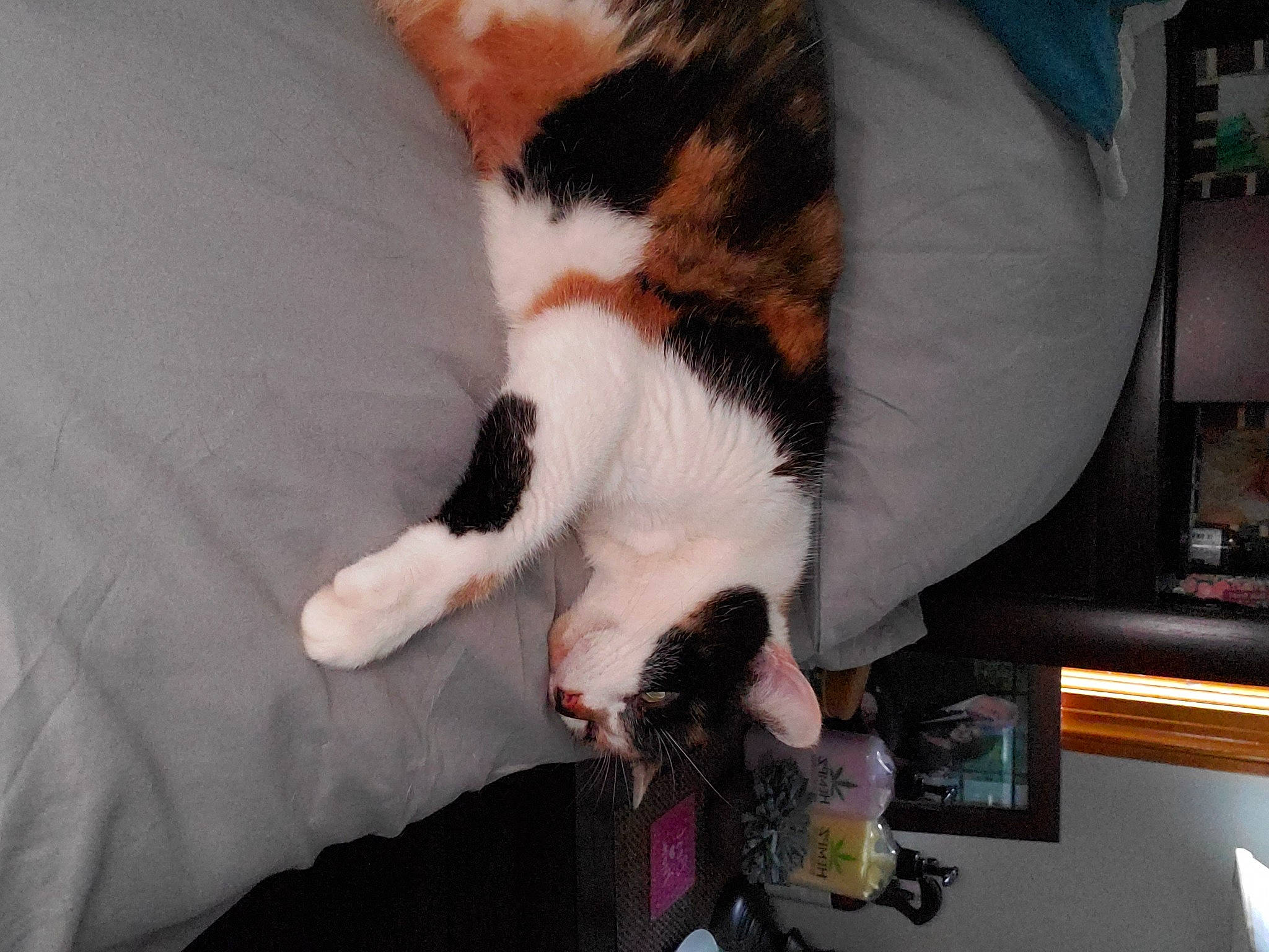 Kali Ann joined the competition — help win amazing prizes! carnivore, cat, claw, fawn, felidae, fur, kitten, leg, nap, paw, polydactyl_cat, sleep, small_to_medium_sized_cats, tail, whiskers