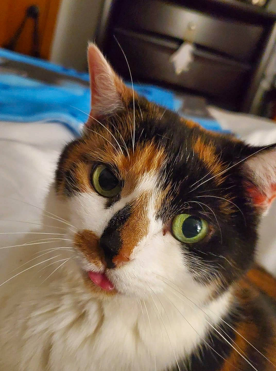 Kali Ann is registered to the contest to win money with this photo: aegean_cat, american_wirehair, carnivore, cat, domestic_long_haired_cat, domestic_short_haired_cat, european_shorthair, eye, felidae, fur, iris, kitten, mammal, nose, ragamuffin, small_to_medium_sized_cats, snapshot, snout, tabby_cat, whiskers