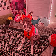 Bealah joined the competition — help win amazing prizes! dog, bed, blanket, plush_toy, headband, fox_ears, sweater, patterned_bedspread, pink_lighting, room, wall_posters, pillows, window_blinds, couch, tablet, stuffed_animal, collar, pet, indoor, cute