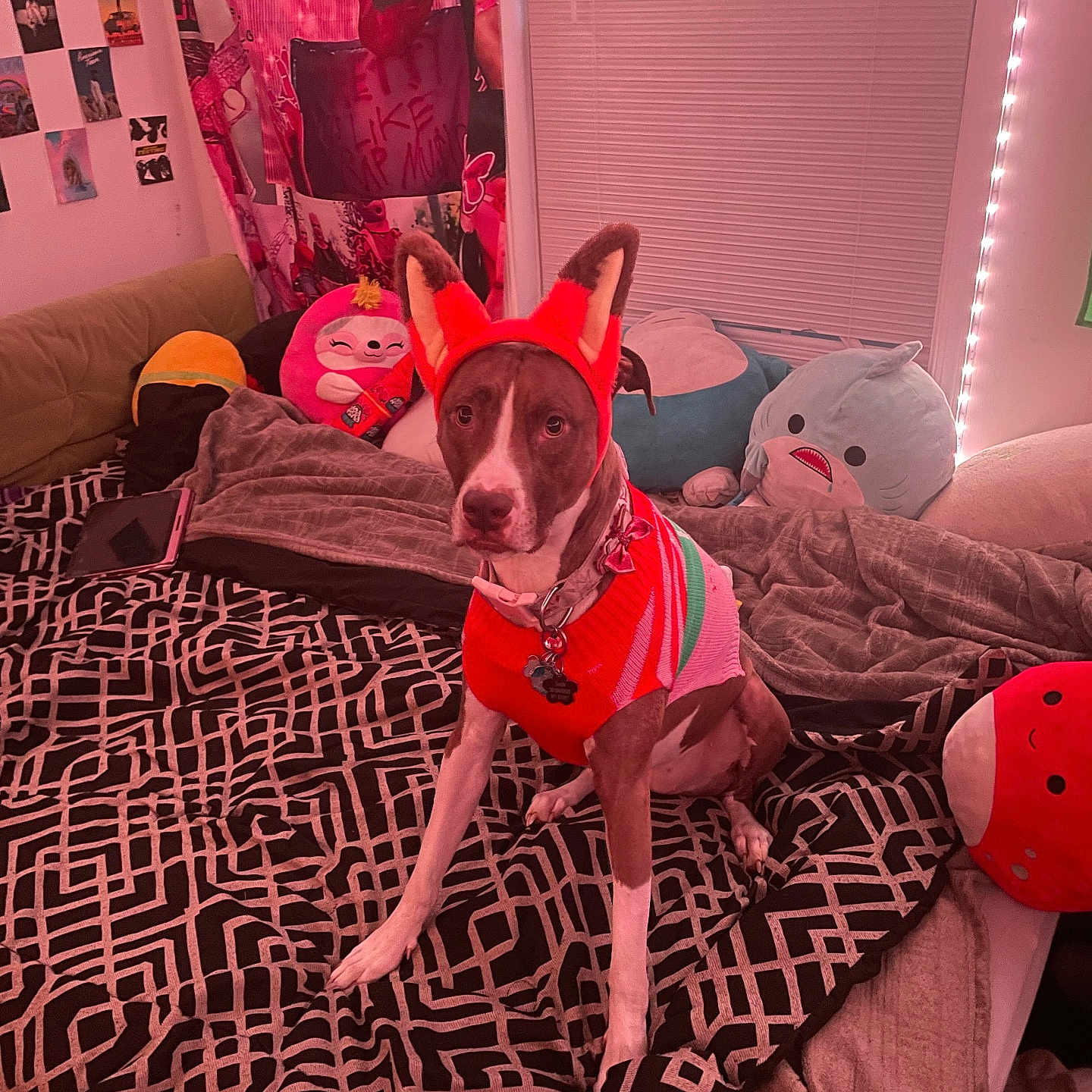 Bealah joined the competition — help win amazing prizes! bed, blanket, collar, couch, cute, dog, fox_ears, headband, indoor, patterned_bedspread, pet, pillows, pink_lighting, plush_toy, room, stuffed_animal, sweater, tablet, wall_posters, window_blinds
