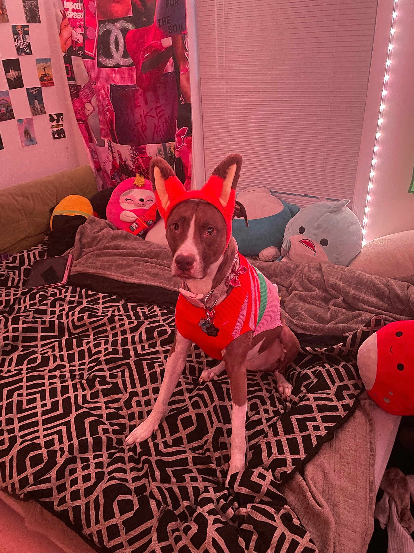 Bealah joined the competition — help win amazing prizes! dog, bed, blanket, plush_toy, headband, fox_ears, sweater, patterned_bedspread, pink_lighting, room, wall_posters, pillows, window_blinds, couch, tablet, stuffed_animal, collar, pet, indoor, cute
