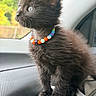 kitten, cat, black_cat, feline, pet, animal, beaded_collar, colorful_beads, blue_eyes, whiskers, fluffy, sitting, car_interior, vehicle, window, outdoor, close_up, portrait, cute, fur