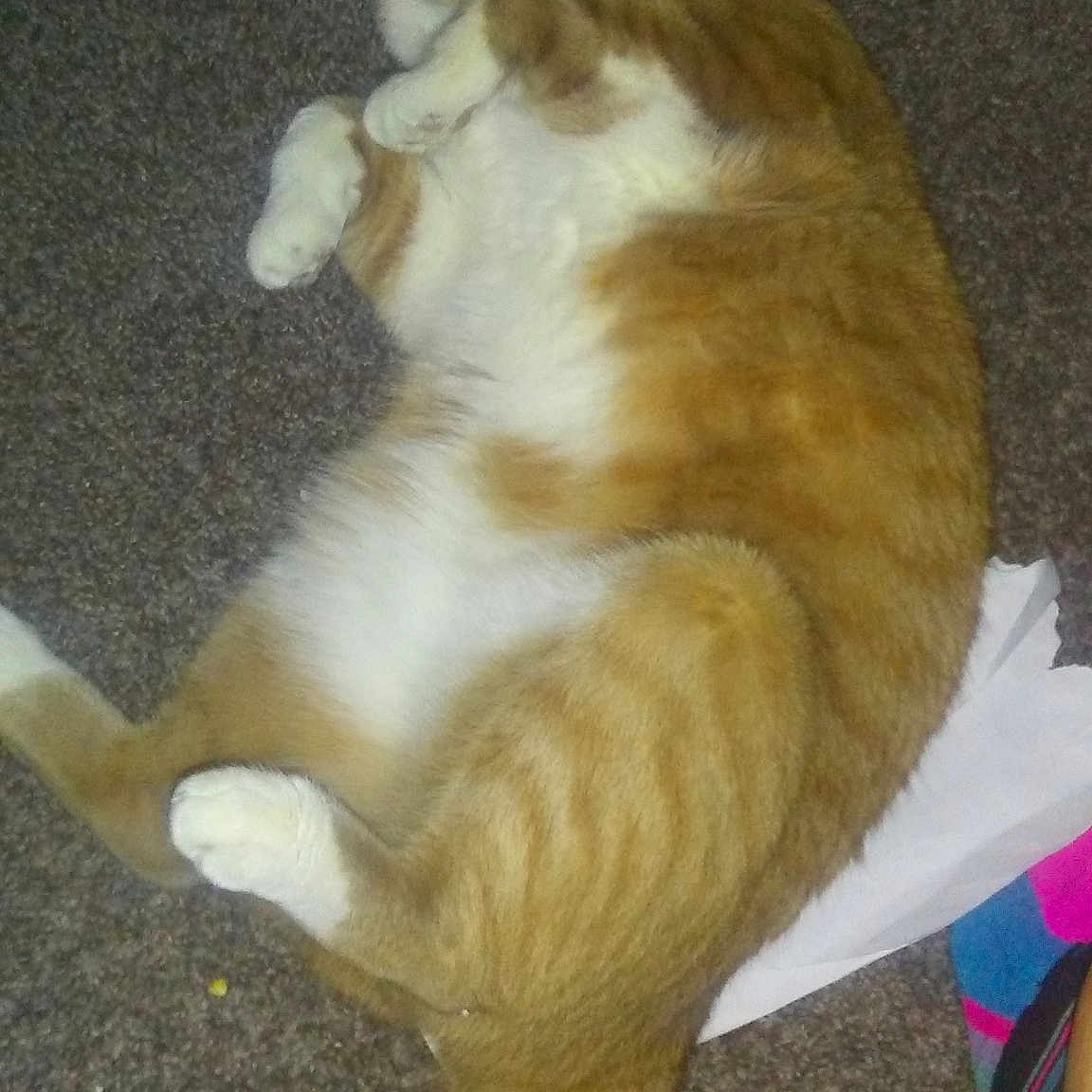 Ginger is registered to the contest to win money with this photo: carnivore, cat, dog_breed, european_shorthair, fawn, felidae, norwegian_forest_cat, small_to_medium_sized_cats, tail, whiskers