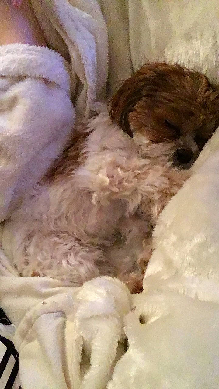 Bella is registered to the contest to win money with this photo: canidae, carnivore, comfort, companion_dog, dog, dog_breed, dog_supply, fawn, fur, linens, liver, nap, pet_supply, sporting_group, terrestrial_animal, terrier, toy, toy_dog, wool, working_animal