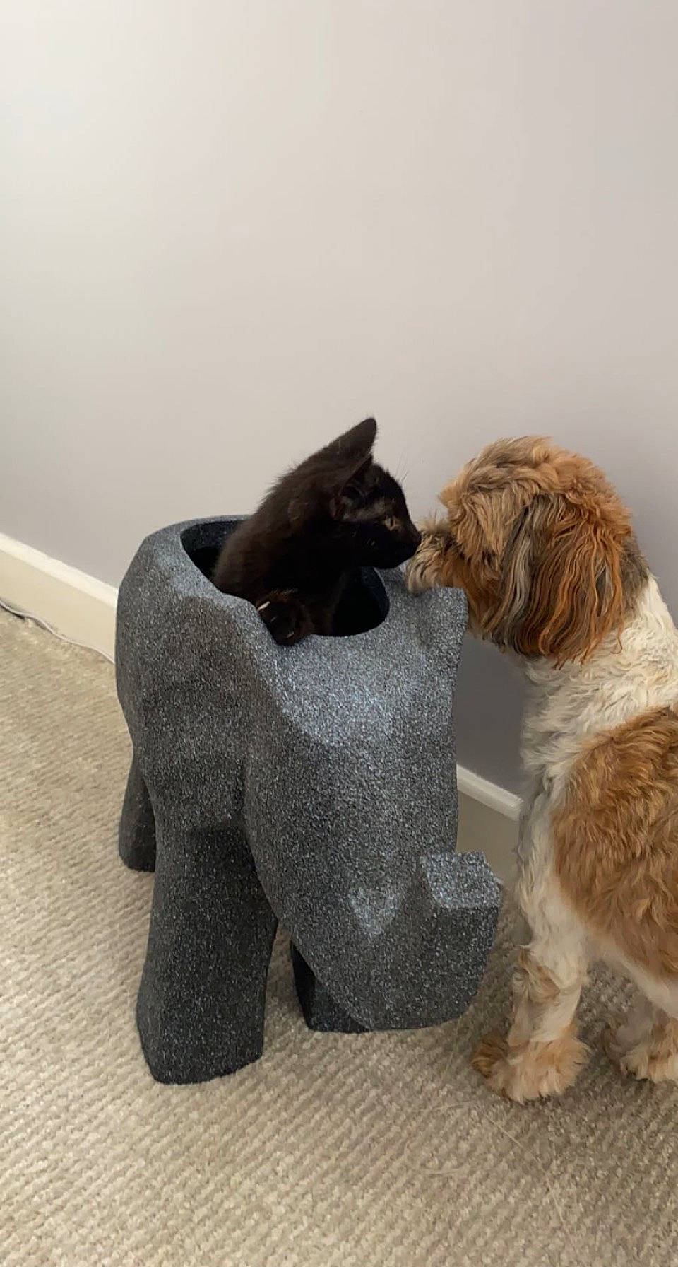 Bella is registered to the contest to win money with this photo: canidae, carnivore, collar, companion_dog, dog, dog_breed, dog_collar, dog_supply, fawn, fur, liver, paw, pet_supply, snout, sporting_group, tail, terrier, toy_dog, water_dog, working_animal