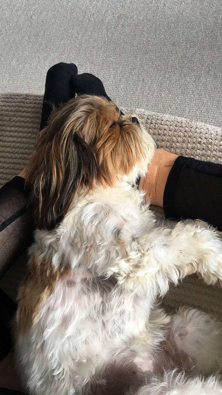 Bella joined the competition — help win amazing prizes! canidae, carnivore, comfort, companion_dog, dog, dog_breed, dog_supply, fashion_accessory, fawn, fur, hair_coloring, hat, liver, long_hair, small_terrier, snout, sporting_group, terrier, toy_dog, working_animal