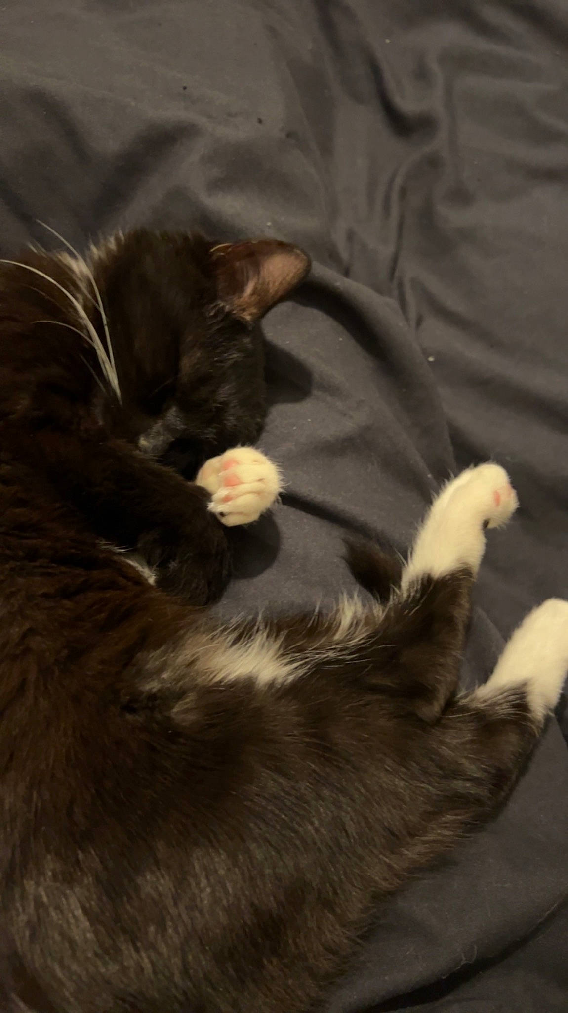 Bean joined the competition — help win amazing prizes! carnivore, cat, claw, comfort, domestic_short_haired_cat, ear, felidae, fur, nap, paw, shadow, small_to_medium_sized_cats, snout, tail, terrestrial_animal, whiskers