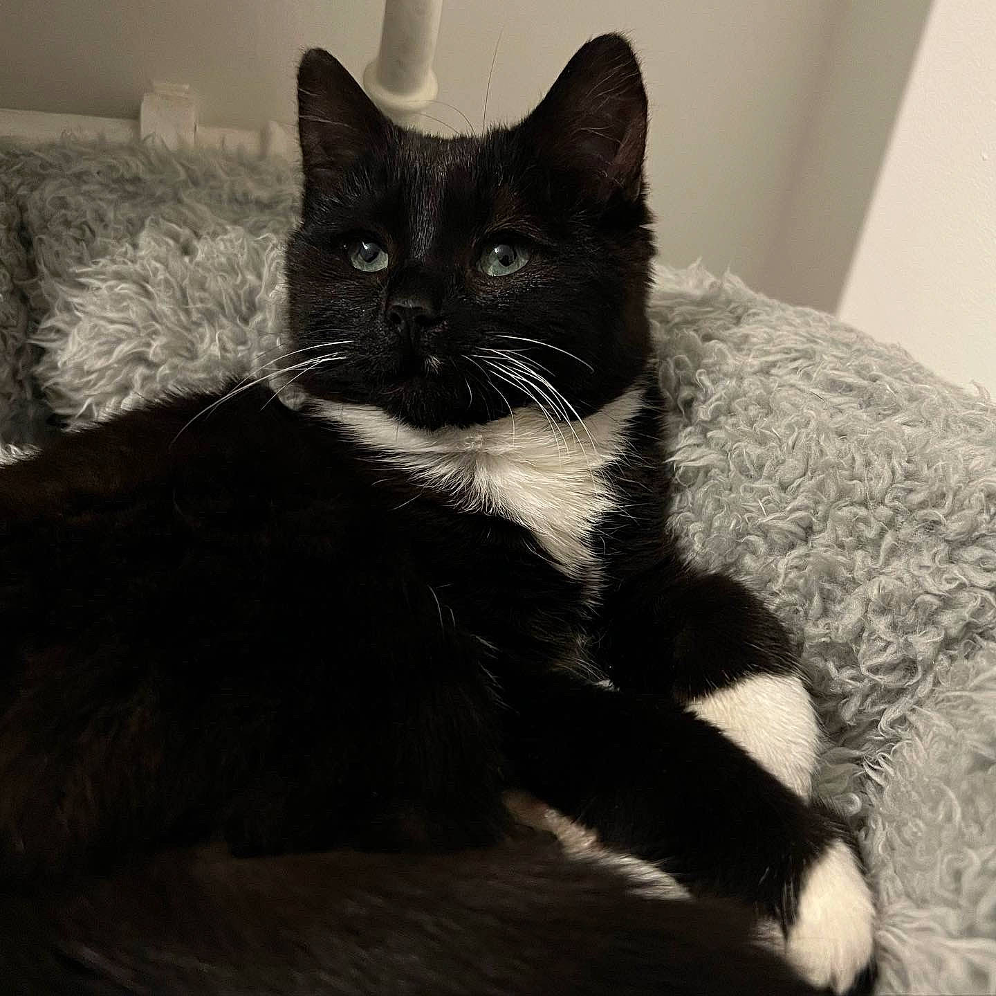 Bean is registered to the contest to win money with this photo: black_cat, carnivore, cat, cat_supply, claw, comfort, domestic_short_haired_cat, felidae, fur, grey, monochrome, monochrome_photography, paw, sitting, small_to_medium_sized_cats, snout, tail, terrestrial_animal, whiskers, window