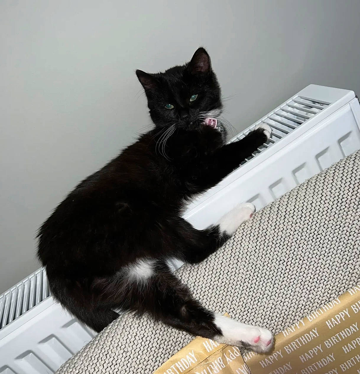 Bean is registered to the contest to win money with this photo: black_cat, carnivore, cat, claw, comfort, domestic_short_haired_cat, electronic_instrument, electronic_musical_instrument, felidae, flooring, fur, keyboard, musical_instrument, musical_keyboard, paw, piano, small_to_medium_sized_cats, snout, tail, whiskers