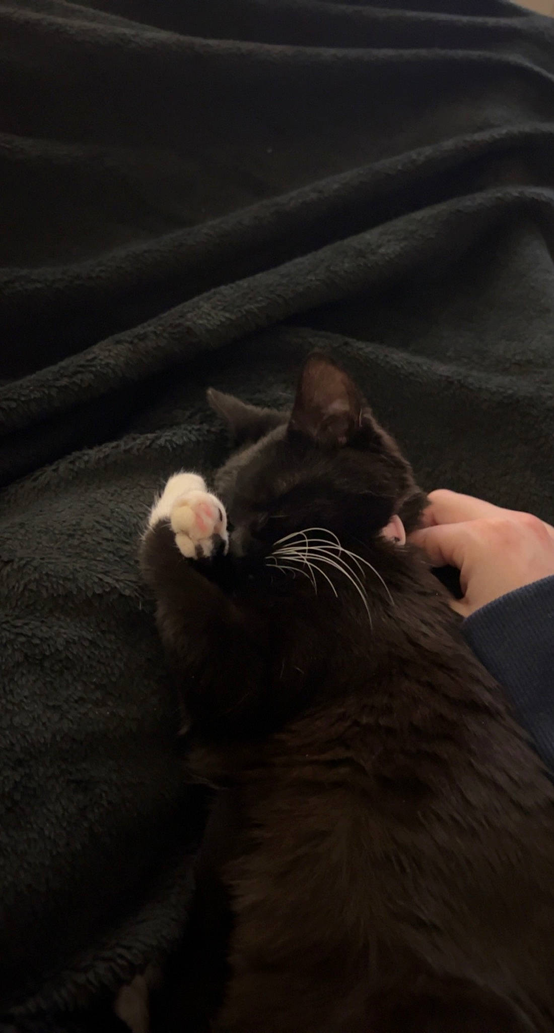 Bean joined the competition — help win amazing prizes! carnivore, cat, claw, cloud, comfort, darkness, domestic_short_haired_cat, felidae, foot, fur, gesture, grey, human_leg, mammal, paw, small_to_medium_sized_cats, tail, vertebrate, whiskers, wood