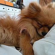 Chloé joined the competition — help win amazing prizes! dog, sleeping, fluffy, brown, cushion, indoor, pet, cozy, resting, fur, animal, closeup, comfort, household, blanket, relaxation, cute, small_dog, canine, nap