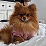 Chloé is registered to the contest to win money with this photo: dog, pomeranian, pet, fur, cute, sweater, pink, bed, white_bed, indoor, animal, small_dog, fluffy, cozy, relaxed, portrait, canine, companion, domestic_animal, cute_pet
