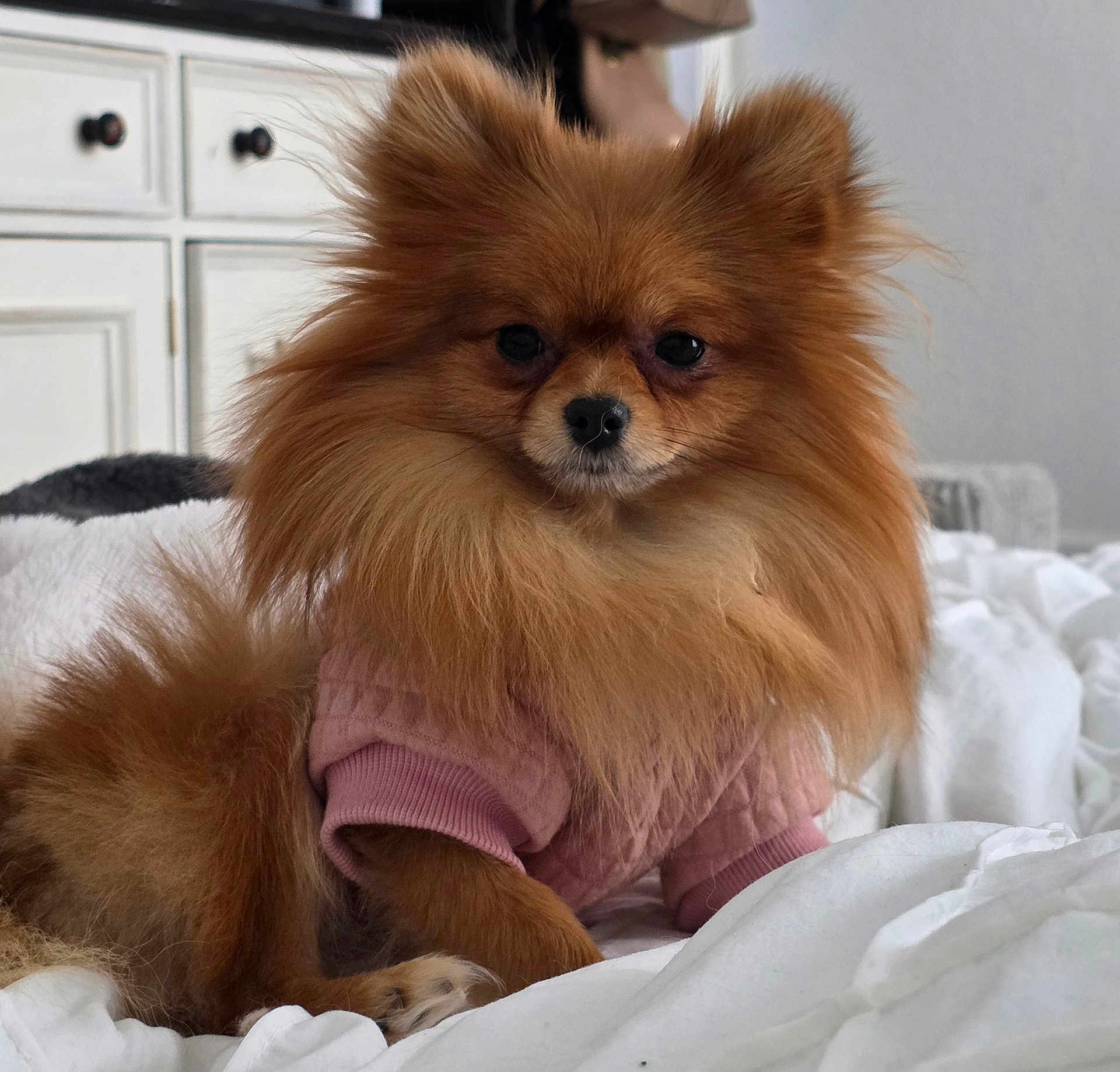 Chloé is registered to the contest to win money with this photo: dog, pomeranian, pet, fur, cute, sweater, pink, bed, white_bed, indoor, animal, small_dog, fluffy, cozy, relaxed, portrait, canine, companion, domestic_animal, cute_pet