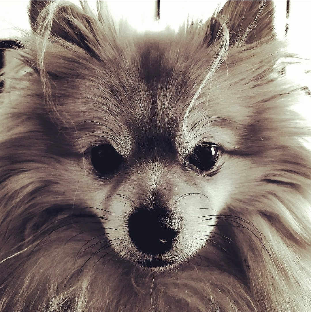 Chester joined the competition — help win amazing prizes! dog, close_up, portrait, fluffy, fur, nose, eyes, animal, pet, monochrome, black_and_white, cute, muzzle, whiskers, face, canine, soft_light, expression, domestic_animal, furry