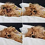 Chester joined the competition — help win amazing prizes! dog, pomeranian, pet, fluffy, cute, bed, white_bed, yawning, resting, close_up, fur, animal, canine, dog_clothing, yellow_outfit, duck_pattern, indoor, pillow, headboard, playful