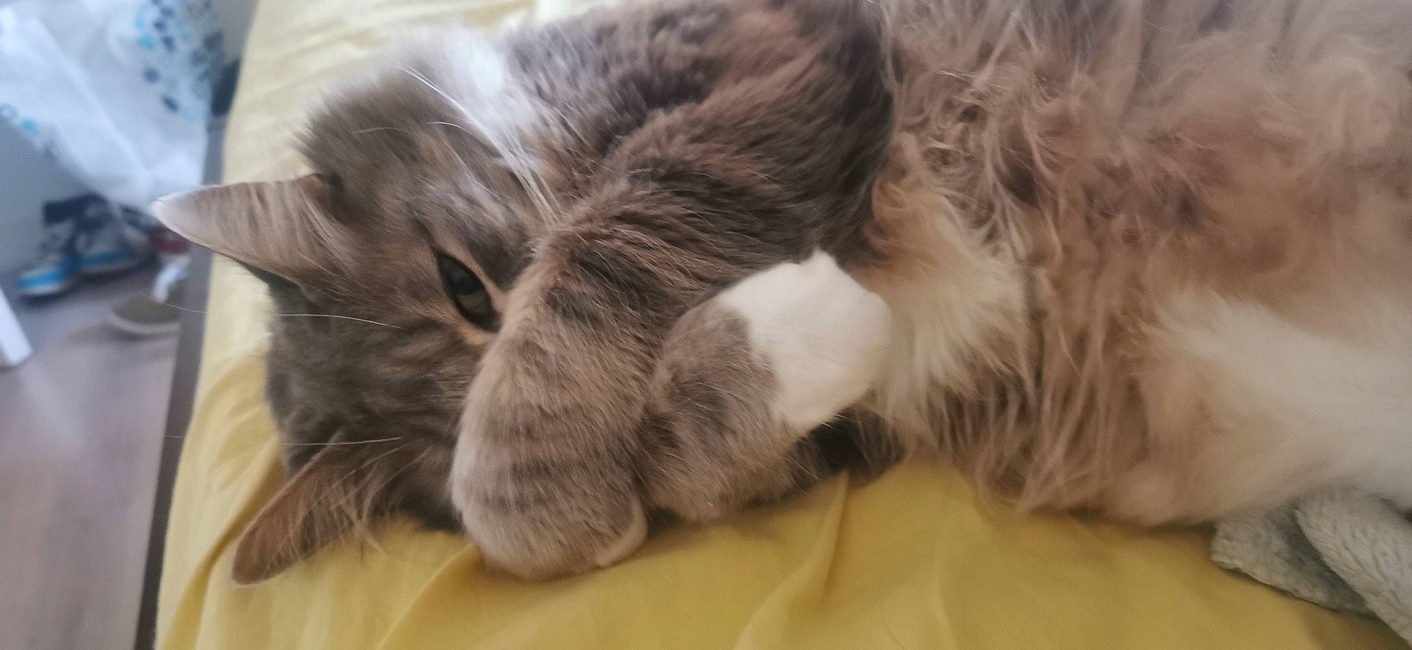 Teahuppo a rejoint le concours — aidez-le/la à gagner de superbes lots ! carnivore, cat, claw, comfort, domestic_short_haired_cat, felidae, fur, nap, paw, sleep, small_to_medium_sized_cats, snout, tail, terrestrial_animal, whiskers