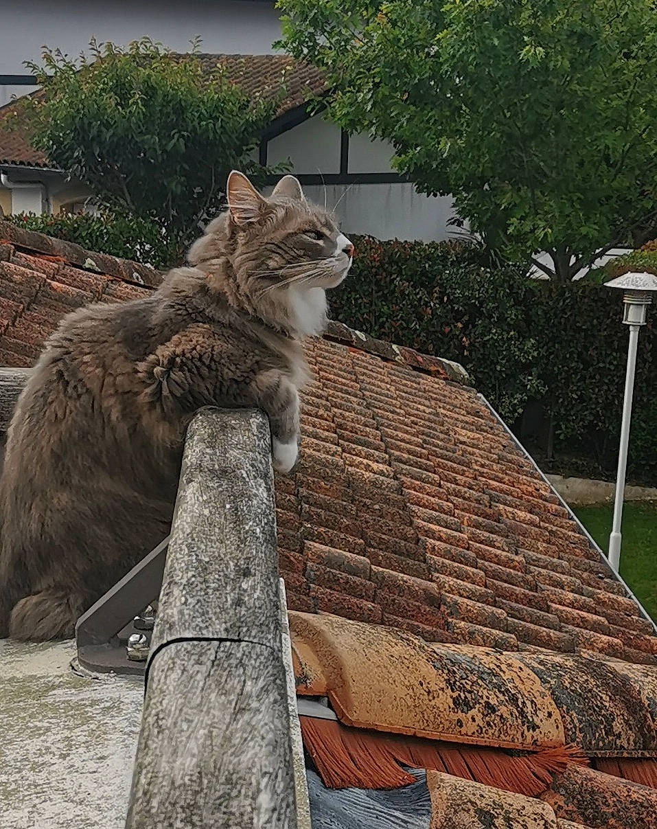 Teahuppo a rejoint le concours — aidez-le/la à gagner de superbes lots ! brick, carnivore, cat, domestic_short_haired_cat, fawn, felidae, fur, grass, plant, road_surface, roof, sitting, small_to_medium_sized_cats, snout, tail, terrestrial_animal, tree, whiskers, window, wood