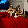 Cherry is registered to the contest to win money with this photo: dog, corgi, bed, blanket, red_blanket, resting, indoor, pet, canine, animal, sleepy, cute, fur, ears, face, companion, living_room, cozy, relaxing, domestic