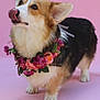 Cherry is registered to the contest to win money with this photo: dog, corgi, flower_wreath, pink_background, pet, animal, cute, tongue_out, fur, ears, paws, portrait, studio, adorable, playful, small_dog, domestic_animal, standing, decorative, floral