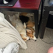 Cherry joined the competition — help win amazing prizes! dog, corgi, sleeping, under_desk, carpet, blanket, headset, furniture, indoor, cozy, pet, resting, two_dogs, brown, white, black, floor, table, legs, relaxed