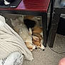 dog, corgi, sleeping, under_desk, carpet, blanket, headset, furniture, indoor, cozy, pet, resting, two_dogs, brown, white, black, floor, table, legs, relaxed