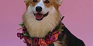 Cherry is registered to the contest to win money with this photo: dog, corgi, flower_wreath, gift, ribbons, pink_background, happy, smiling, portrait, pet, celebration, festive, colorful, cute, animal, indoors, closeup, fur, ears, tongue