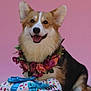 dog, corgi, flower_wreath, gift, ribbons, pink_background, happy, smiling, portrait, pet, celebration, festive, colorful, cute, animal, indoors, closeup, fur, ears, tongue