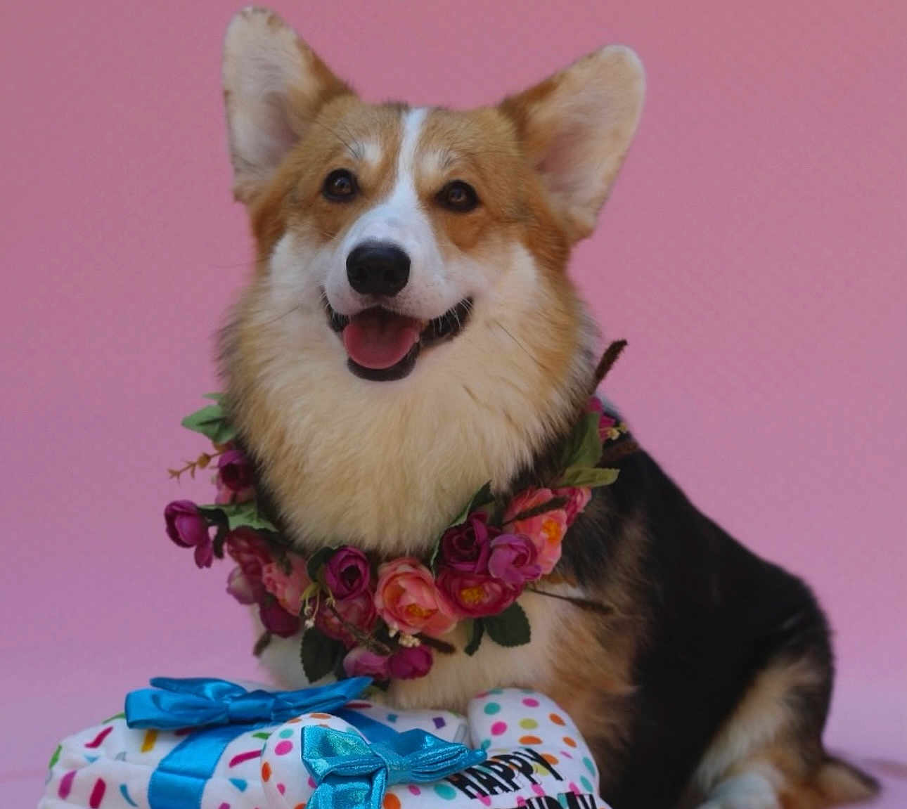 Cherry is registered to the contest to win money with this photo: dog, corgi, flower_wreath, gift, ribbons, pink_background, happy, smiling, portrait, pet, celebration, festive, colorful, cute, animal, indoors, closeup, fur, ears, tongue