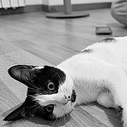 Blue a rejoint le concours — aidez-le/la à gagner de superbes lots ! cat, black_and_white, pet, animal, lying_down, floor, wooden_floor, indoors, home, portrait, close_up, whiskers, ears, eyes, fur, relaxed, playful, grayscale, furniture, room