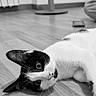 cat, black_and_white, pet, animal, lying_down, floor, wooden_floor, indoors, home, portrait, close_up, whiskers, ears, eyes, fur, relaxed, playful, grayscale, furniture, room