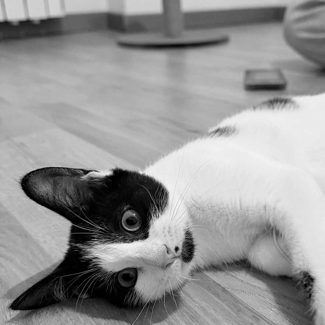 Blue a rejoint le concours — aidez-le/la à gagner de superbes lots ! cat, black_and_white, pet, animal, lying_down, floor, wooden_floor, indoors, home, portrait, close_up, whiskers, ears, eyes, fur, relaxed, playful, grayscale, furniture, room