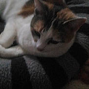 PRINCESSE a rejoint le concours — aidez-le/la à gagner de superbes lots ! aegean_cat, carnivoran, cat, cat_like_mammal, domestic_short_haired_cat, european_shorthair, fur, kitten, paw, small_to_medium_sized_cats, snout, tail, whiskers