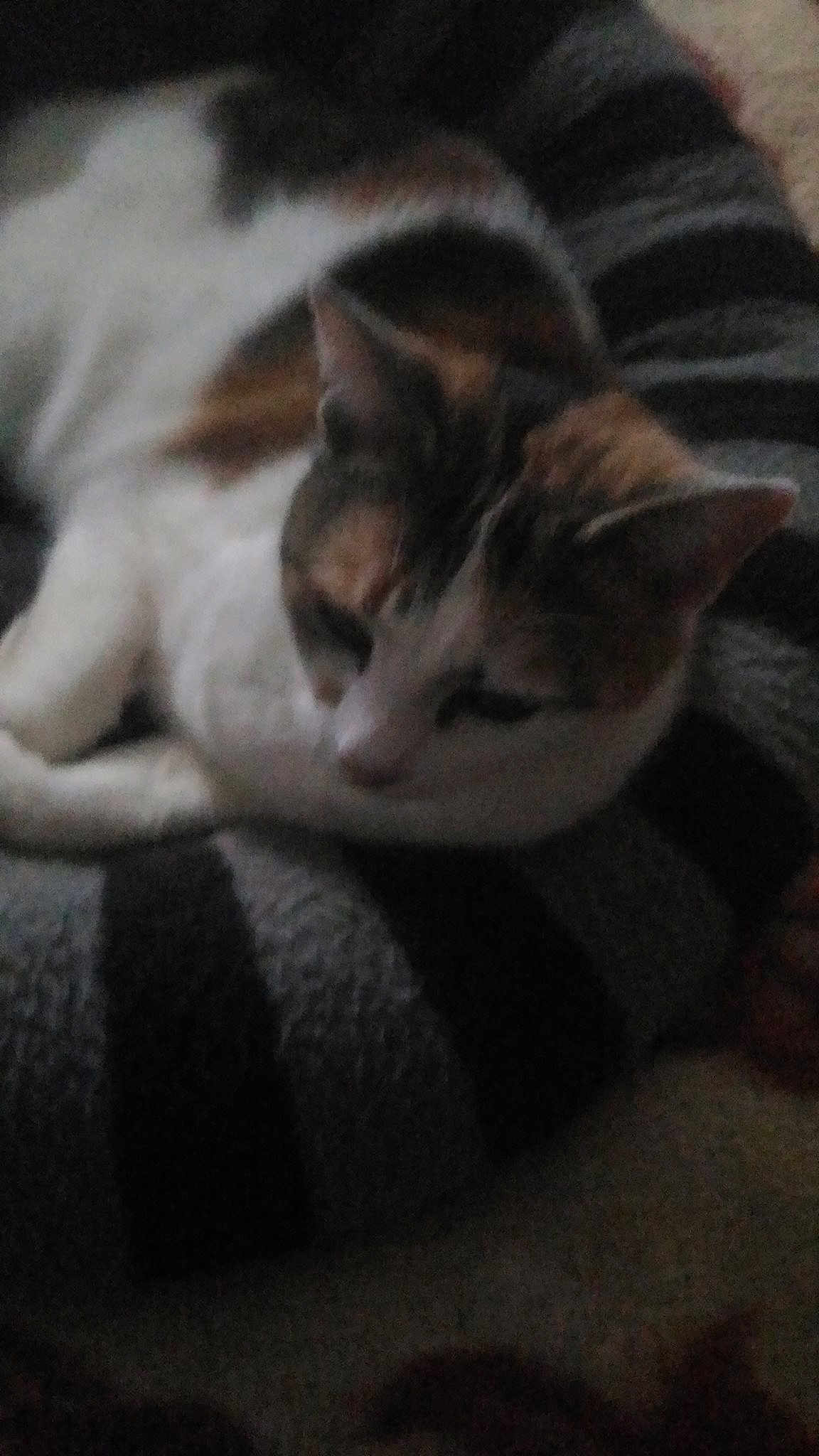 PRINCESSE