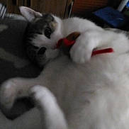 CALINE participe au concours pour gagner de l'argent avec cette photo : carnivoran, cat, cat_like_mammal, domestic_short_haired_cat, kitten, paw, ragdoll, small_to_medium_sized_cats, snout, tail, turkish_angora, whiskers