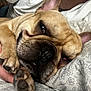 Scrappy is registered to the contest to win money with this photo: dog, french_bulldog, sleepy, paw, close_up, face, wrinkles, fur, pet, indoor, bed, pillow, floral, pattern, human_hand, tattoo, white_shirt, relaxation, cute, snuggling