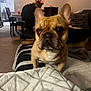 Scrappy is registered to the contest to win money with this photo: french_bulldog, dog, pet, indoor, living_room, couch, blanket, furniture, wall_art, table, chair, floor, carpet, curious, close_up, animal, home, cozy, portrait, canine