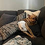 dog, diaper, couch, pillow, blanket, indoor, pet, french_bulldog, brown_dog, fabric, cozy, resting, animal, fur, ears, paw, home, relaxing, comfort, living_room