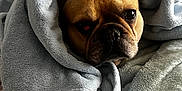 Scrappy joined the competition — help win amazing prizes! dog, french_bulldog, blanket, bed, cozy, indoor, pet, animal, face, fur, wrinkles, expression, resting, soft_texture, comfort, cute, looking, closeup, warm, snug