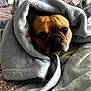 dog, french_bulldog, blanket, bed, cozy, indoor, pet, animal, face, fur, wrinkles, expression, resting, soft_texture, comfort, cute, looking, closeup, warm, snug
