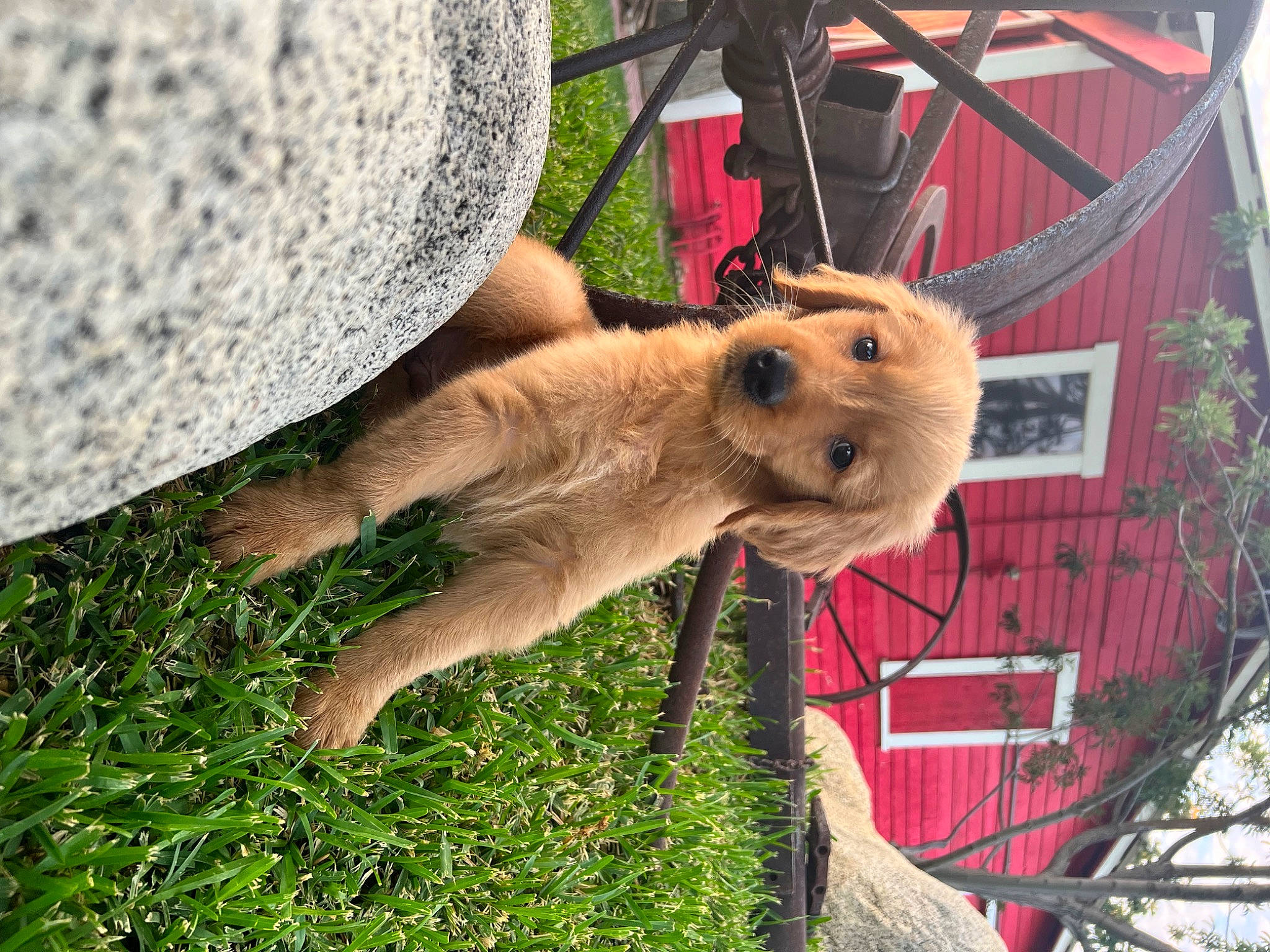 Apollo joined the competition — help win amazing prizes! airedale_terrier, bicycle_tire, bicycle_wheel, carnivore, collar, companion_dog, dog, dog_breed, fawn, fur, grass, leash, plant, tail, terrier, tire, tree, wheel, whiskers, wood