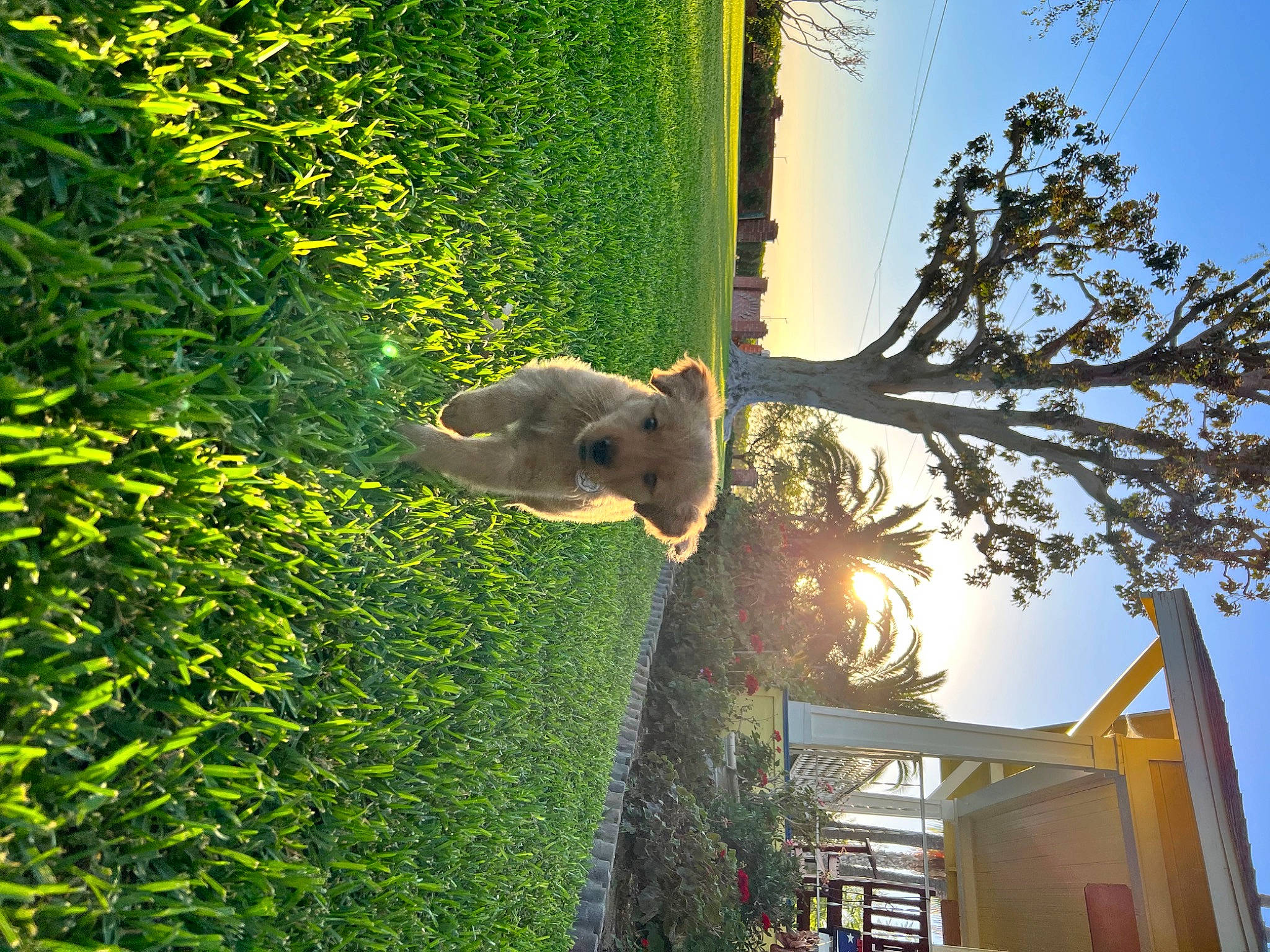 Apollo is registered to the contest to win money with this photo: biome, building, facade, grass, green, groundcover, house, landscape, leaf, plant, shrub, sky, spring, sunlight, tints_and_shades, tree, trunk, window, woody_plant, yellow