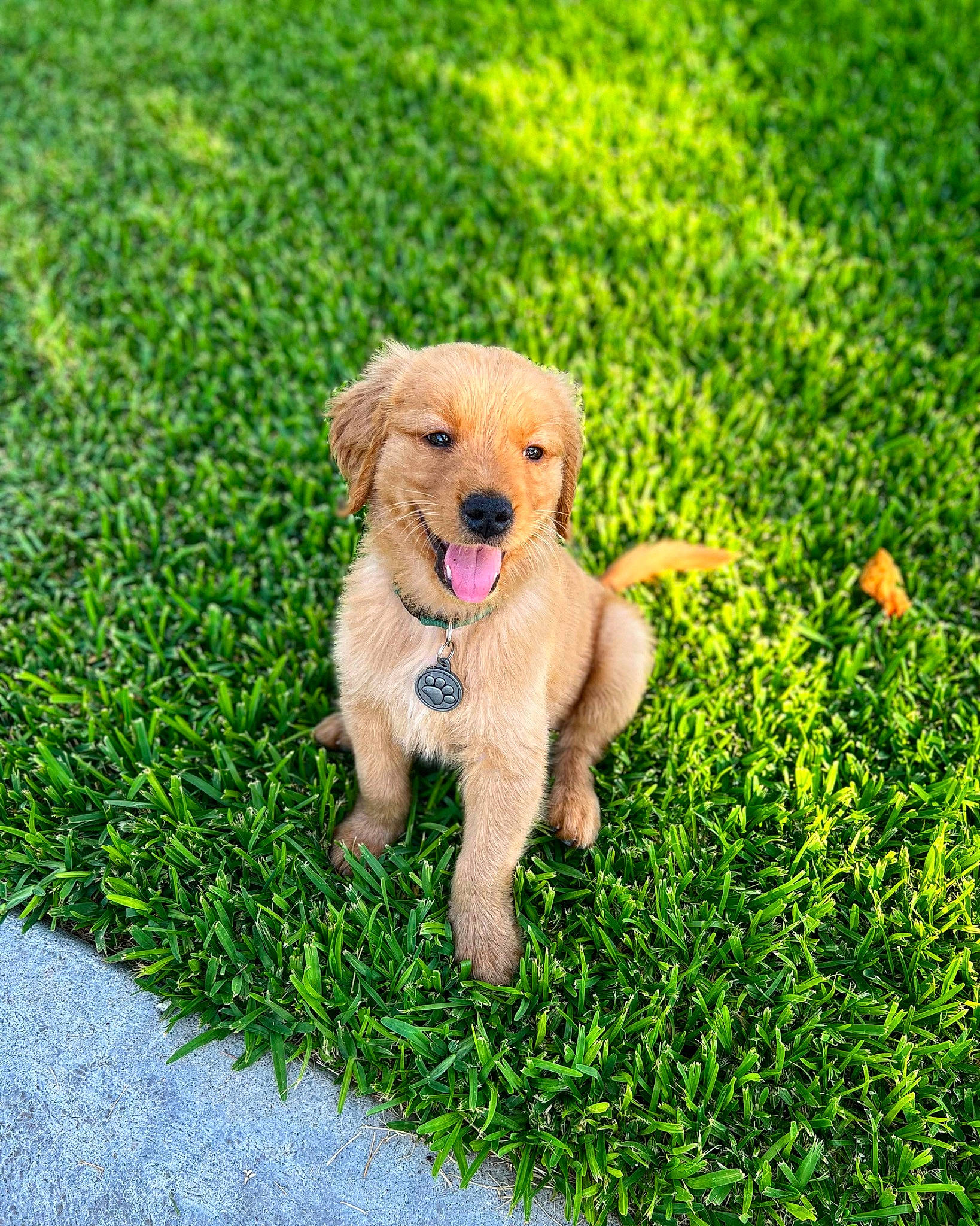 Apollo joined the competition — help win amazing prizes! ball, carnivore, collar, companion_dog, dog, dog_breed, dog_collar, dog_toy, fur, grass, grassland, groundcover, happy, labrador_retriever, people_in_nature, plant, retriever, snout, tail, working_animal