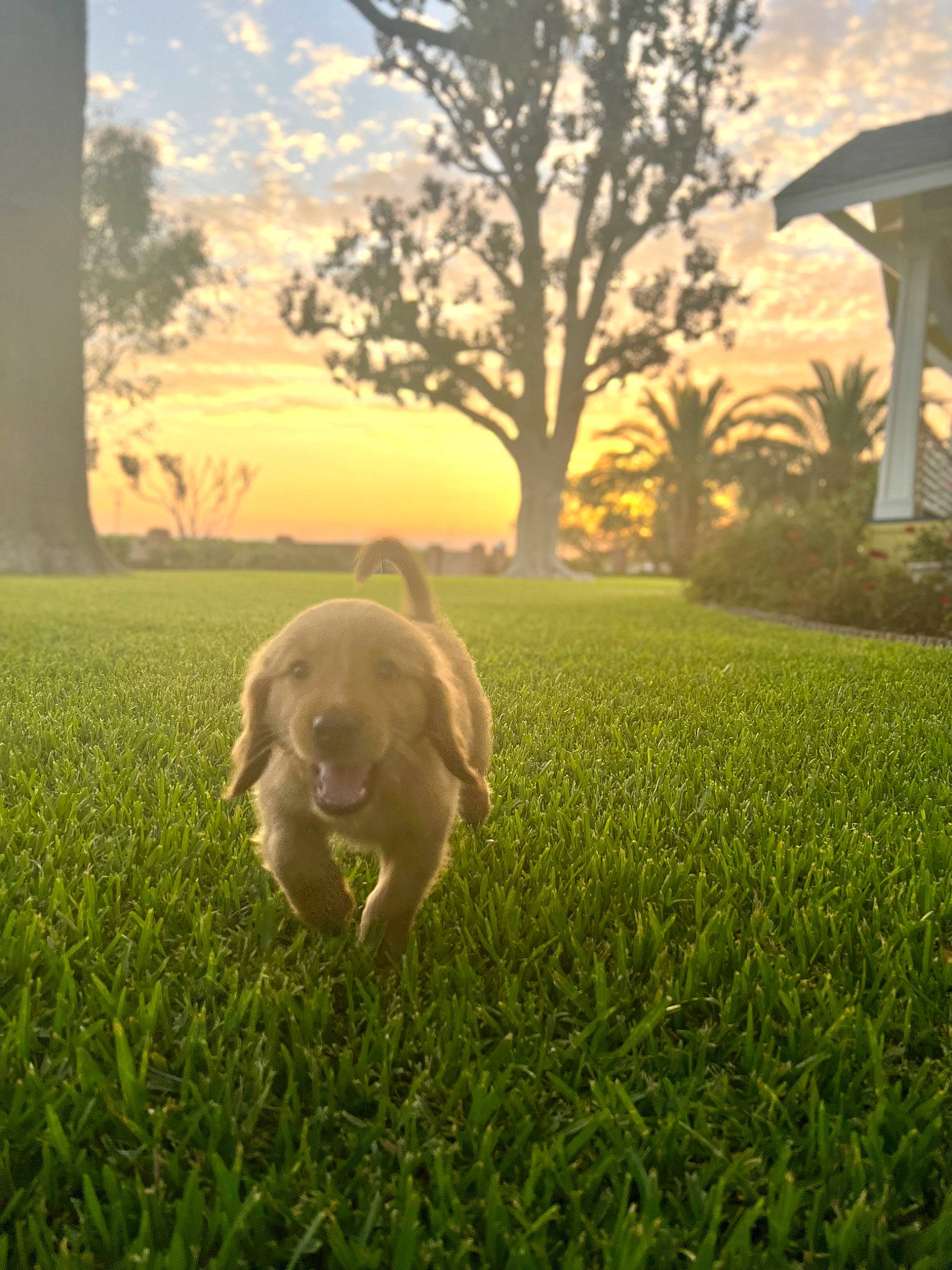 Apollo joined the competition — help win amazing prizes! atmosphere, carnivore, cloud, companion_dog, dog, dog_breed, fawn, grass, grassland, happy, light, morning, natural_landscape, people_in_nature, plant, sky, sunlight, tints_and_shades, tree, working_animal