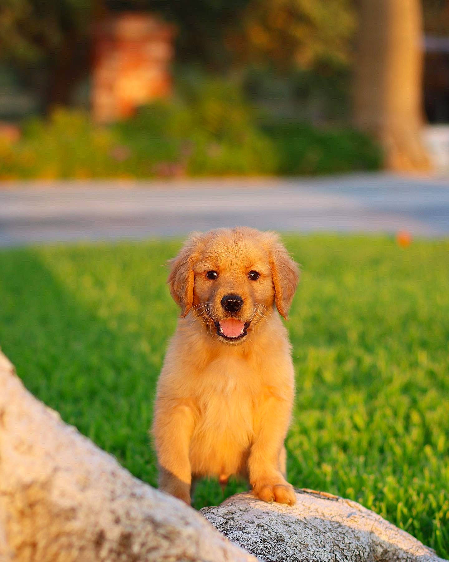 Apollo joined the competition — help win amazing prizes! ancient_dog_breeds, canidae, carnivore, companion_dog, dog, dog_breed, dog_toy, fawn, fur, grass, labrador_retriever, liver, plant, puppy, retriever, snout, sporting_group, tail, wood, working_animal