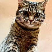 Migraine Junior participe au concours pour gagner de l'argent avec cette photo : cat, tabby, close_up, whiskers, feline, pet, animal, fur, ears, eyes, portrait, indoor, curious, mammal, cute, domestic, looking, soft_light, background, focus