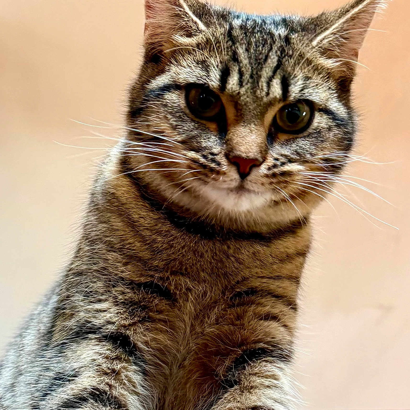 Migraine Junior participe au concours pour gagner de l'argent avec cette photo : animal, background, cat, close_up, curious, cute, domestic, ears, eyes, feline, focus, fur, indoor, looking, mammal, pet, portrait, soft_light, tabby, whiskers